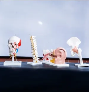Modelos anatómicos de cráneo, columna vertebral, oído y cadera en una mesa