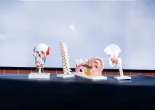 Modelos anatómicos de cráneo, columna vertebral, oído y cadera en una mesa
